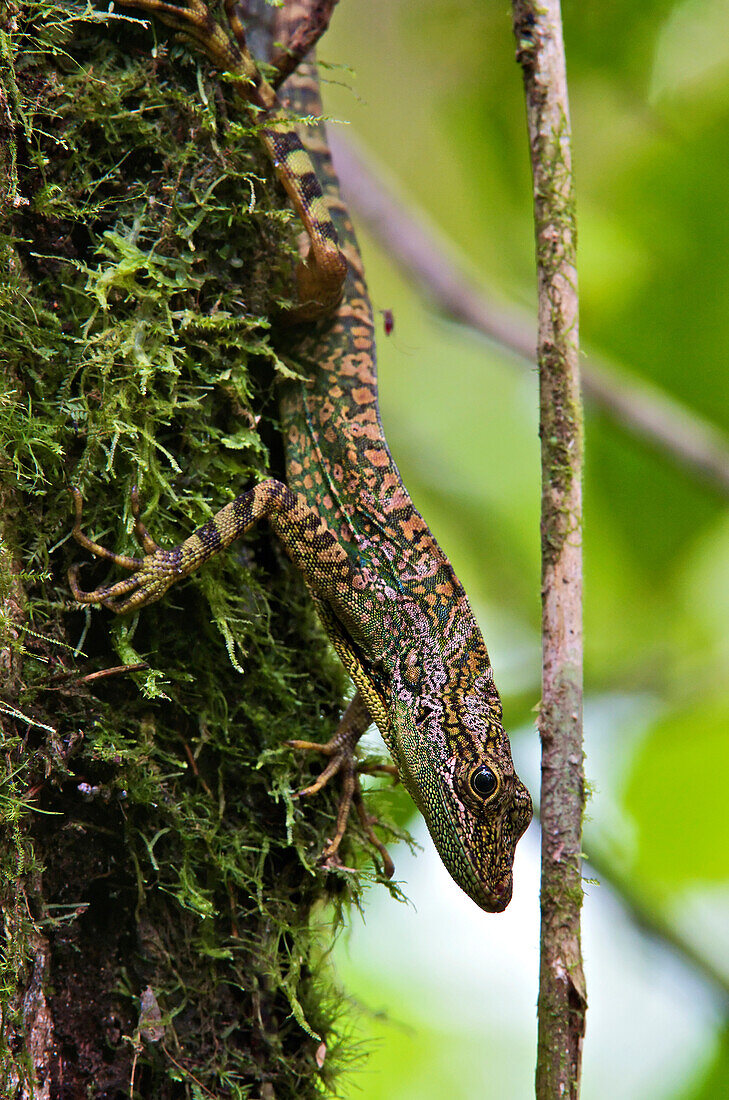 Equatorial Anole (Anolis aequatorialis) large male perched on mossy tree trunk, Mindo, Ecuador