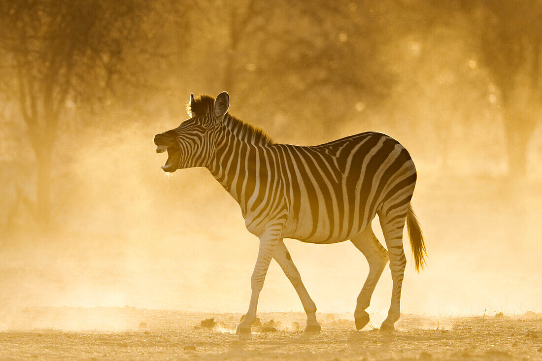 Burchell's Zebra (Equus burchellii) calling in dust, Makgadikgadi, Botswana