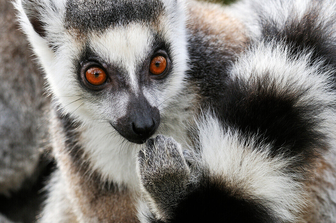 Katta (Lemur catta) mit Blick auf die Kamera, Niederlande