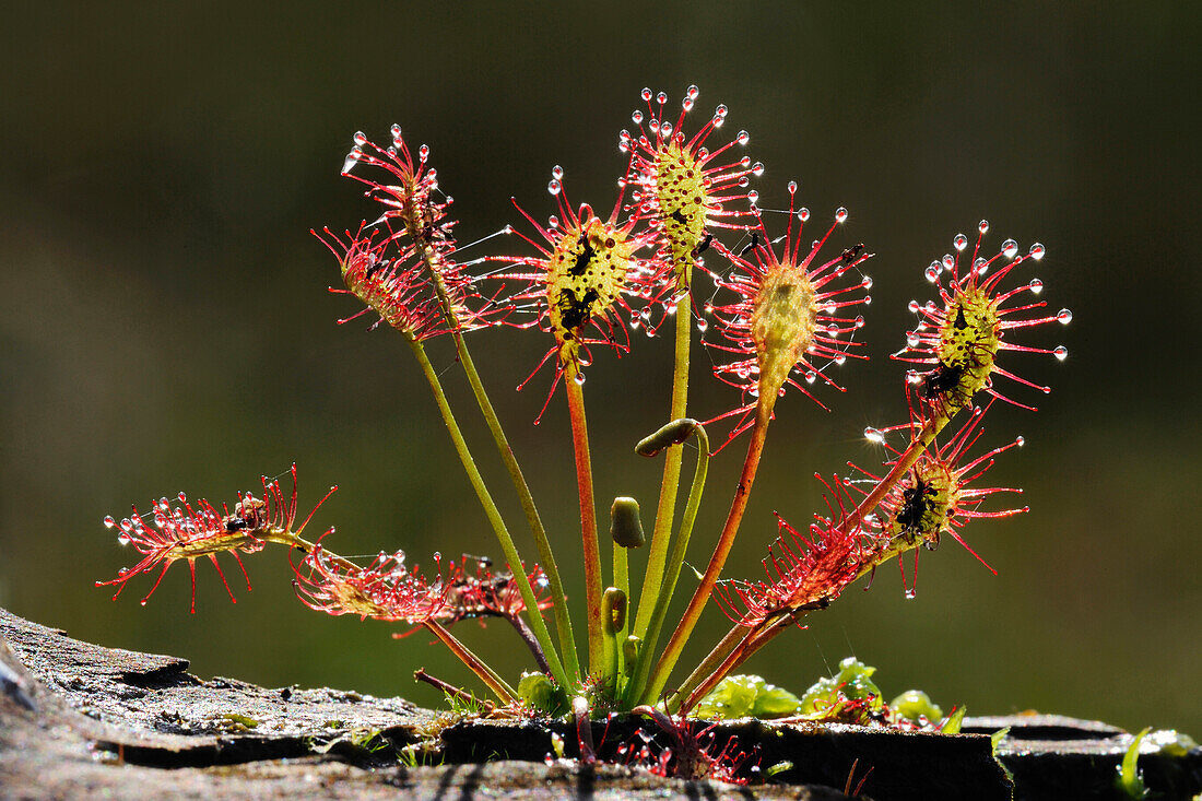 Oblong-leaved Sundew (Drosera intermedia) showing sticky leaf hairs, Epe, Gelderland, Netherlands