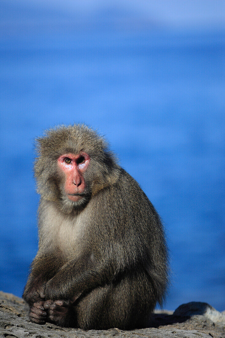 Japanese Macaque (Macaca fuscata) male, Yakushima Island, Japan