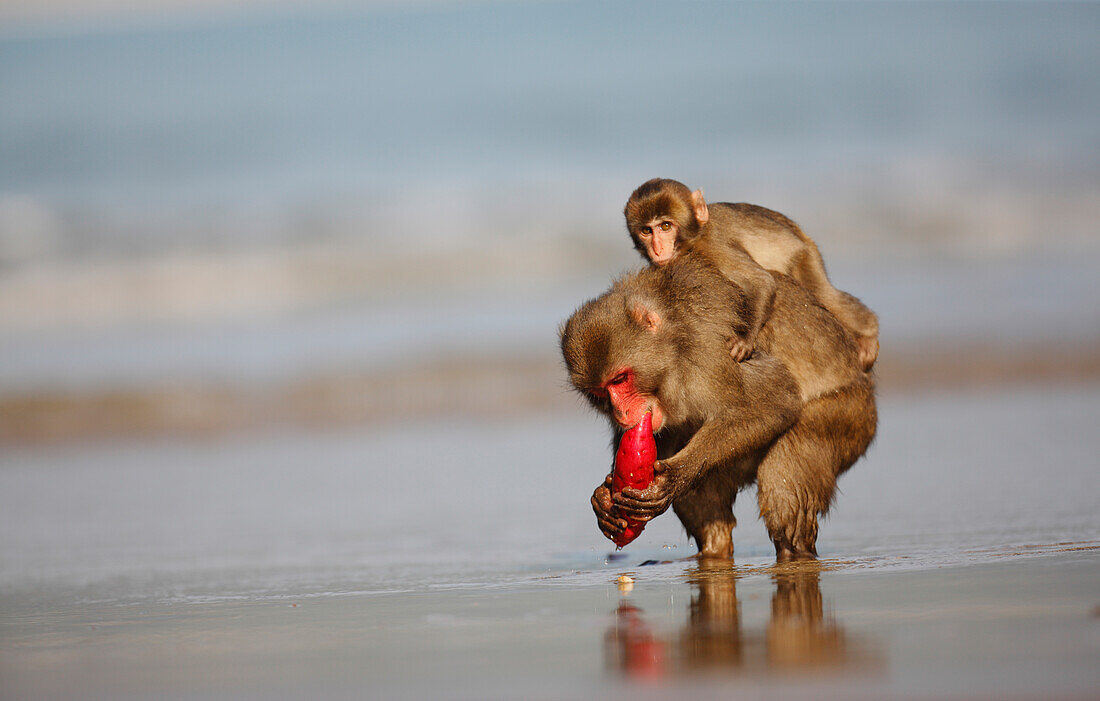 Japanese Macaque (Macaca fuscata) eating a sweet potato after washing it in the ocean, Kojima, Japan