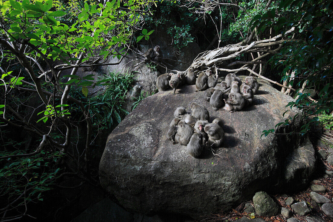 Japanese Macaque (Macaca fuscata) troop in the coastal laurel forest of Yakushima Island, Japan