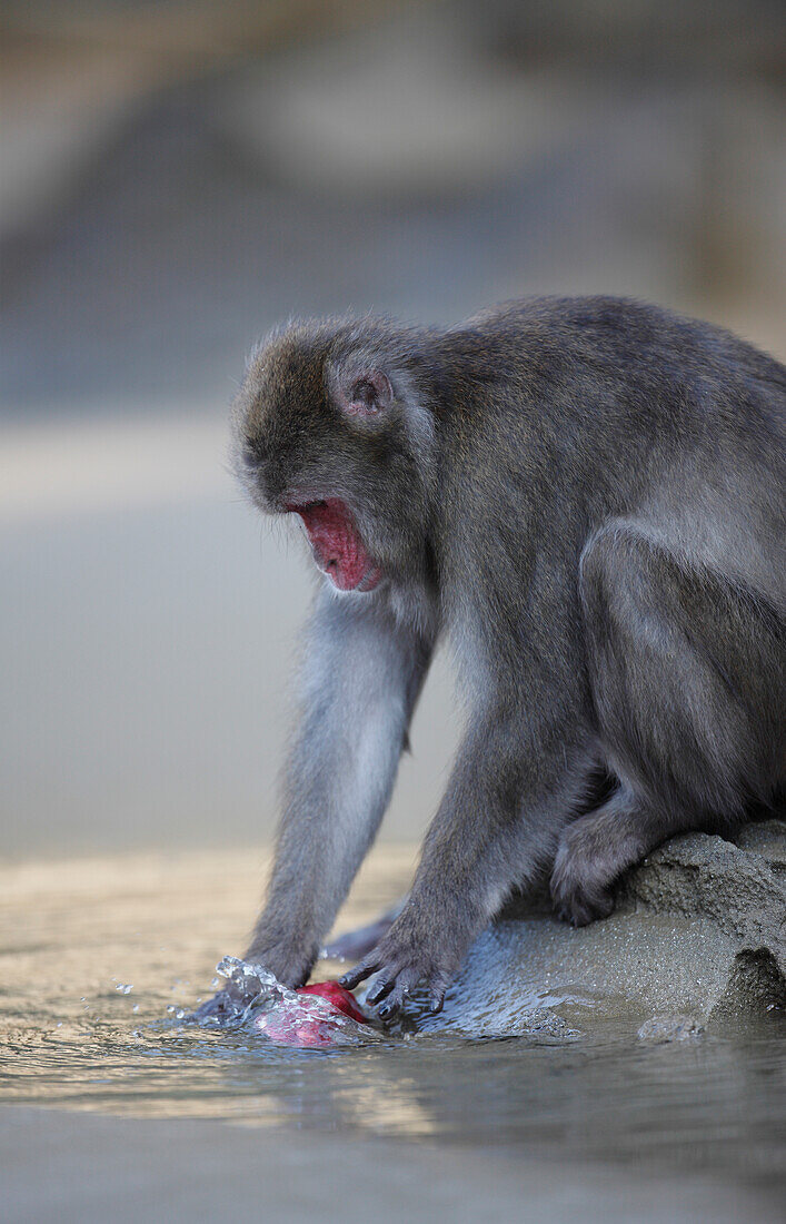 Japanese Macaque (Macaca fuscata) washing a sweet potato, Kojima, Japan