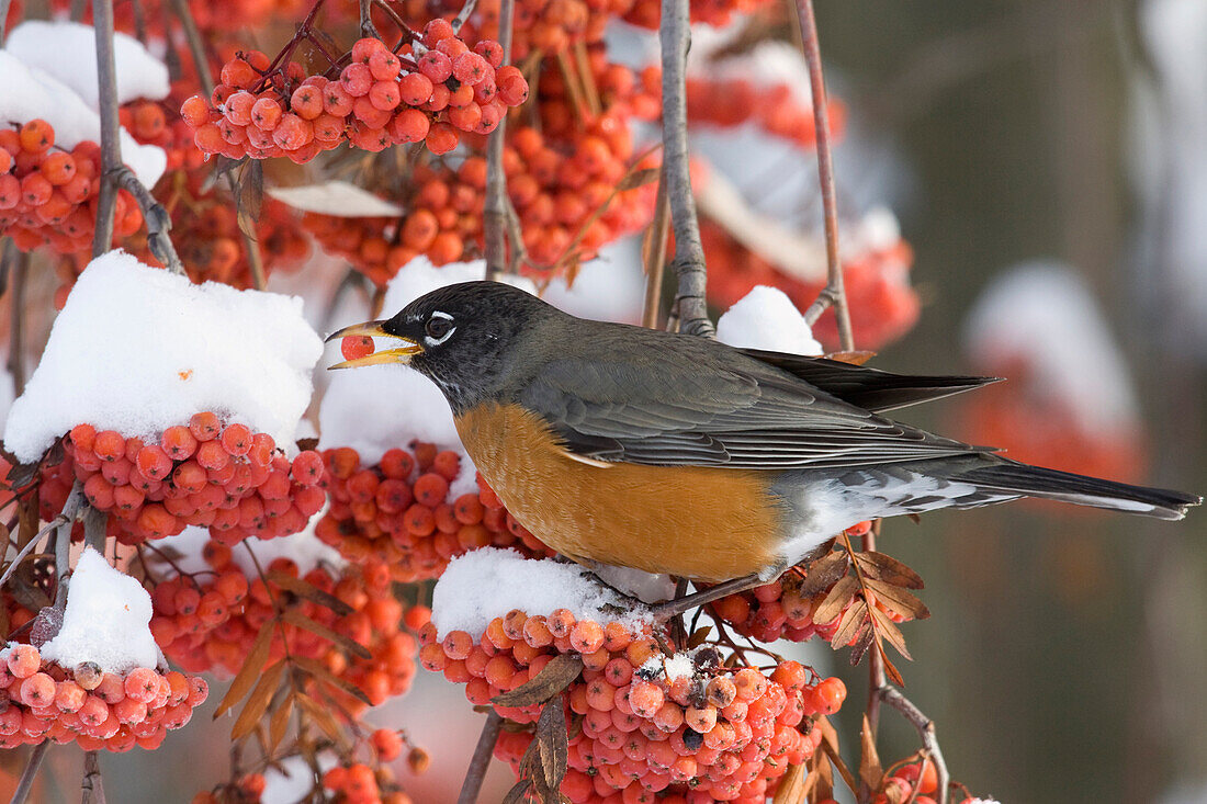 American Robin (Turdus migratorius) eating berries in the winter, northwest Montana