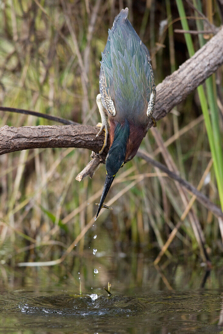 Green Heron (Butorides virescens) catching minnow, Everglades National Park, Florida. Sequence 2 of 2