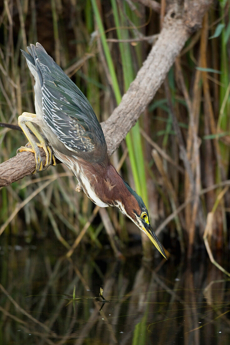 Green Heron (Butorides virescens) fishing for minnows, Everglades National Park, Florida