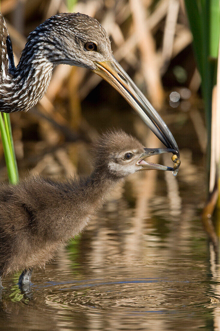 Limpkin (Aramus guarauna) parent feeding chick a snail, central Florida