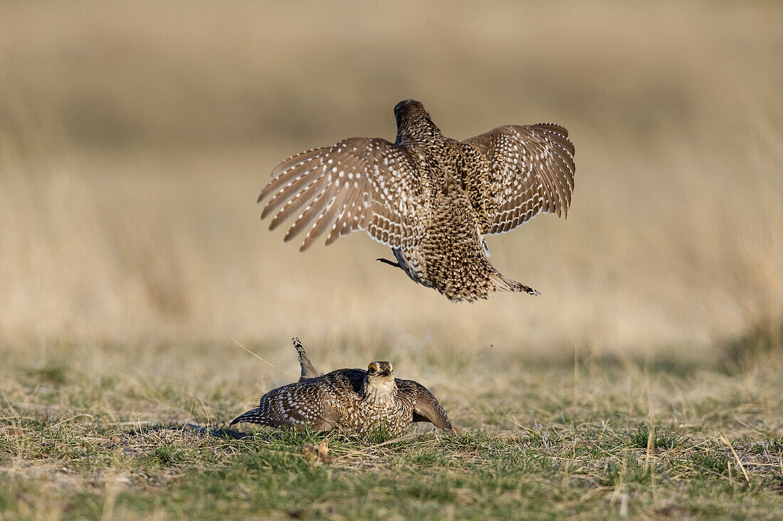 Sharp-tailed Grouse (Tympanuchus phasianellus) males fighting on lek, eastern Montana