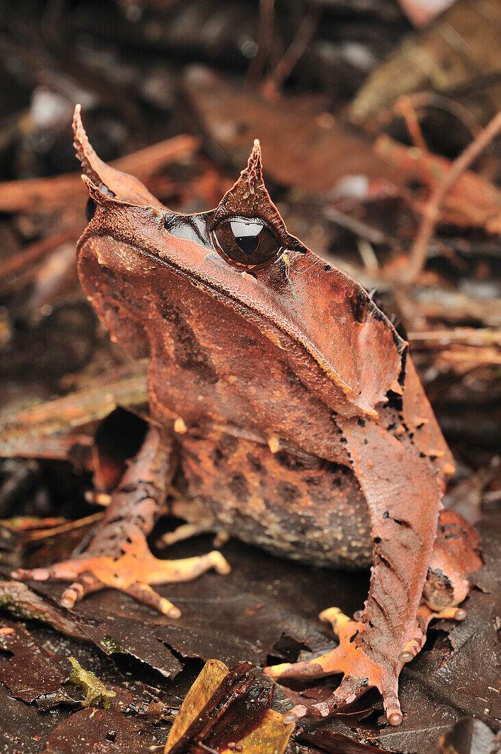 Asian Horned Frog (Megophrys nasuta) camouflaged on forest floor, Borneo, Malaysia