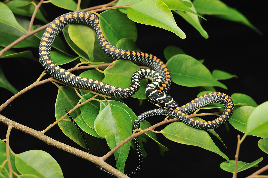Paradise Tree Snake (Chrysopelea paradisi), Kuching, Borneo, Malaysia
