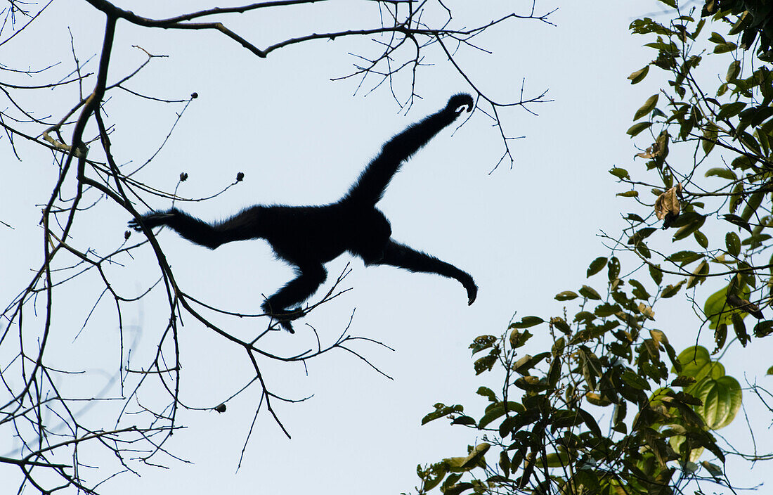 Hoolock Gibbon (Hylobates hoolock) male jumping between trees, Gibbon Wildlife Sanctuary, Assam, India