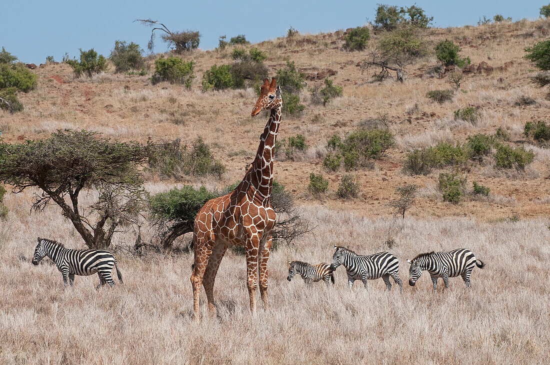 Reticulated Giraffe (Giraffa camelopardalis reticulata) with Burchell's Zebras (Equus burchellii) in savanna, Lewa Wildlife Conservation Area, Kenya