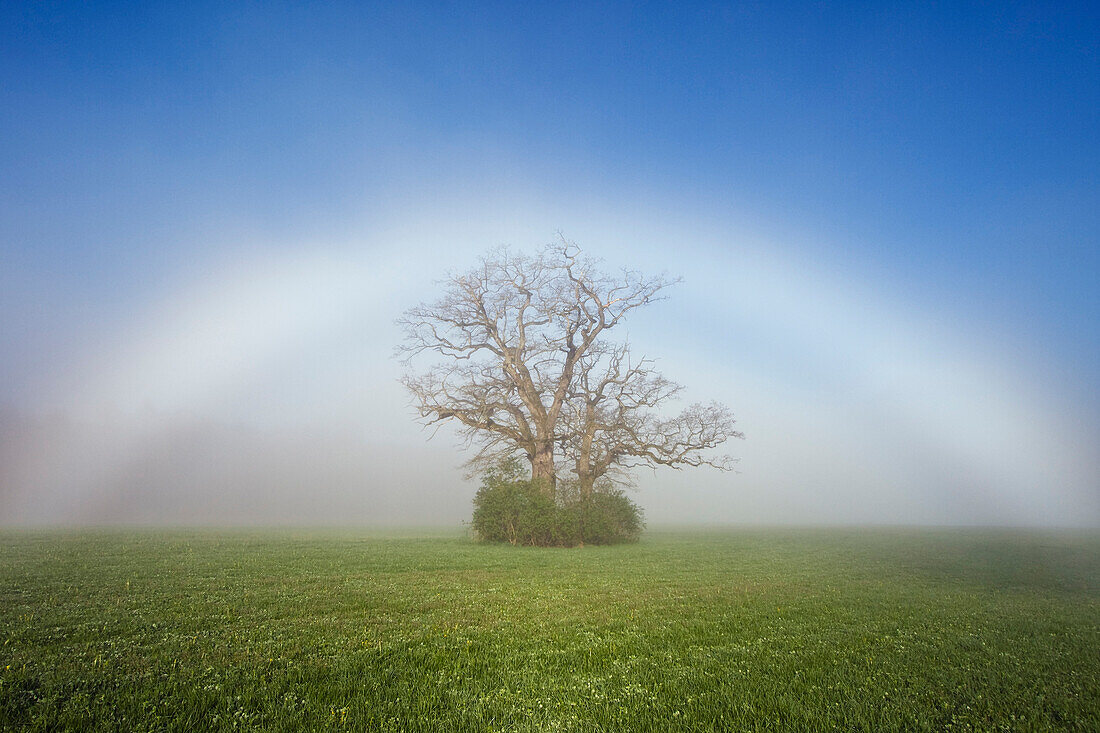 Fogbow over English Oak (Quercus robur) in field, Bavaria, Germany