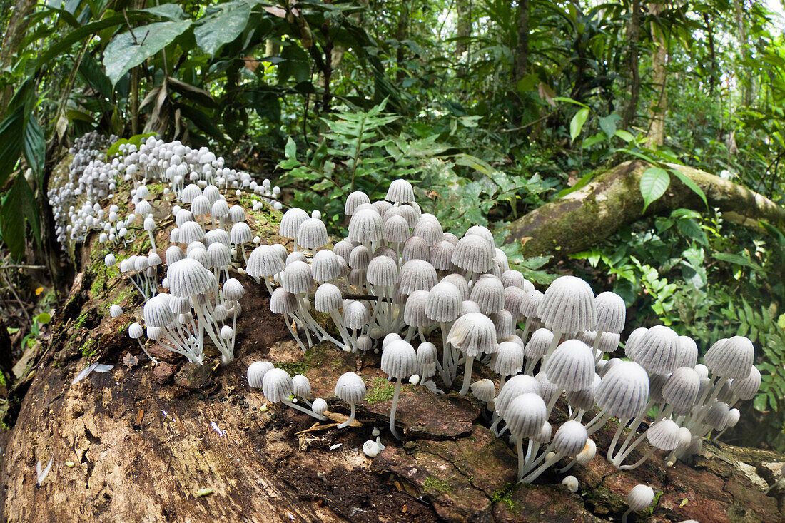 Mushrooms on log in the rainforest at Tambopata River, Peru