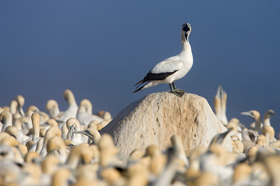 Cape Gannet (Morus capensis) colony, Lambert's Bay, South Africa