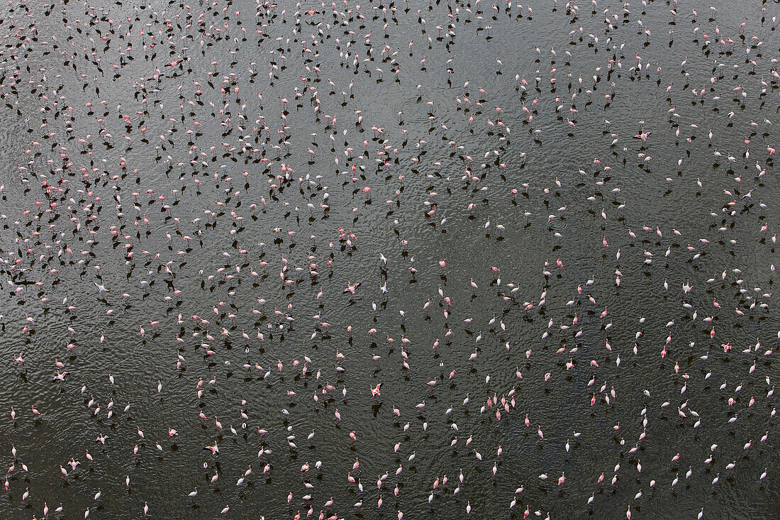 Lesser Flamingo (Phoenicopterus minor) flock in alkaline lake, Lake Nakuru, Kenya