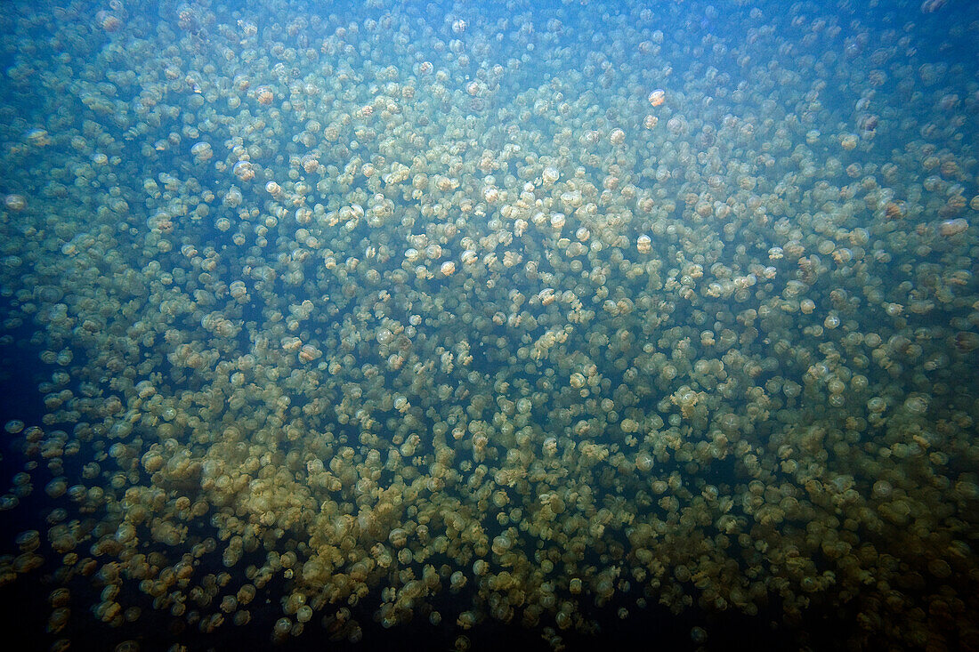 Jellyfish (Mastigias sp) group, Jellyfish Lake, Palau