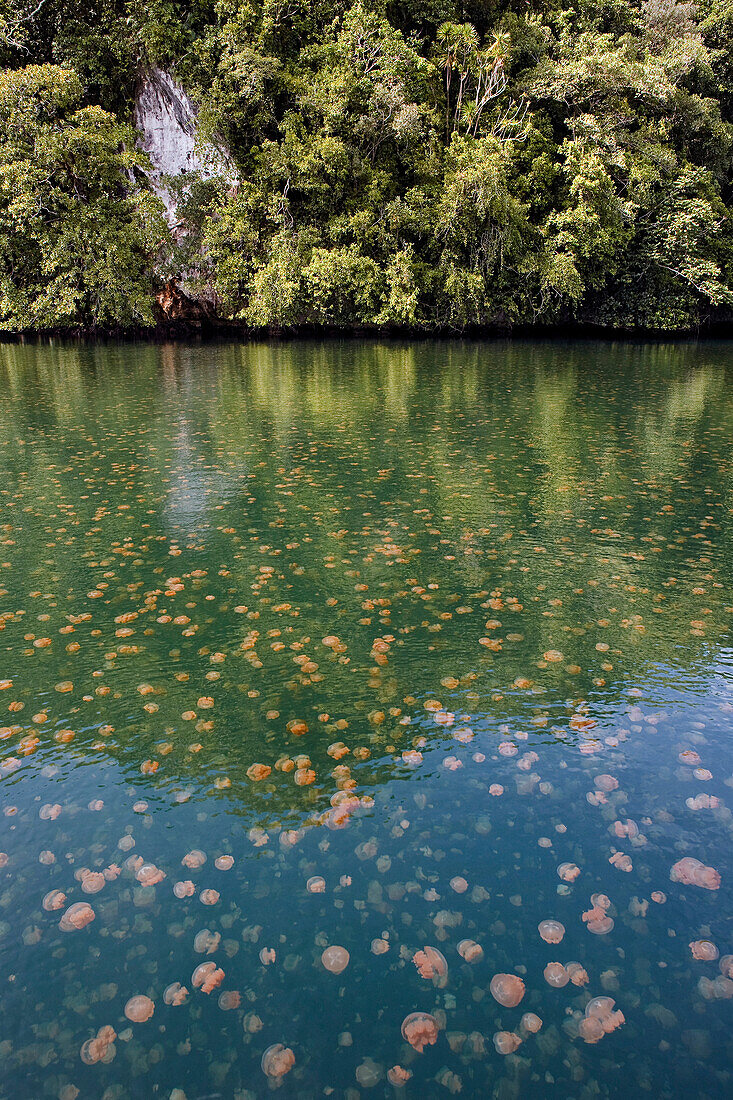 Jellyfish (Mastigias sp) group, Jellyfish Lake, Palau