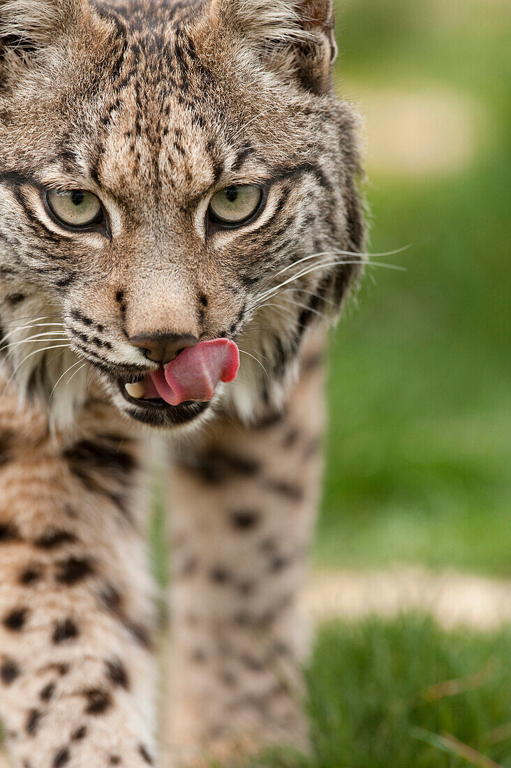 Spanish Lynx (Lynx pardinus) at captive breeding center, Andalusia, Spain