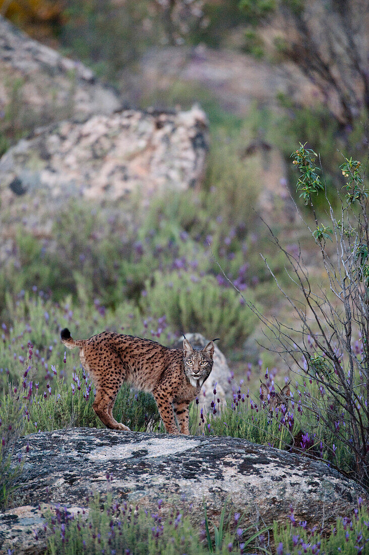 Spanish Lynx (Lynx pardinus), Sierra de Andujar Natural Park, Andalusia, Spain