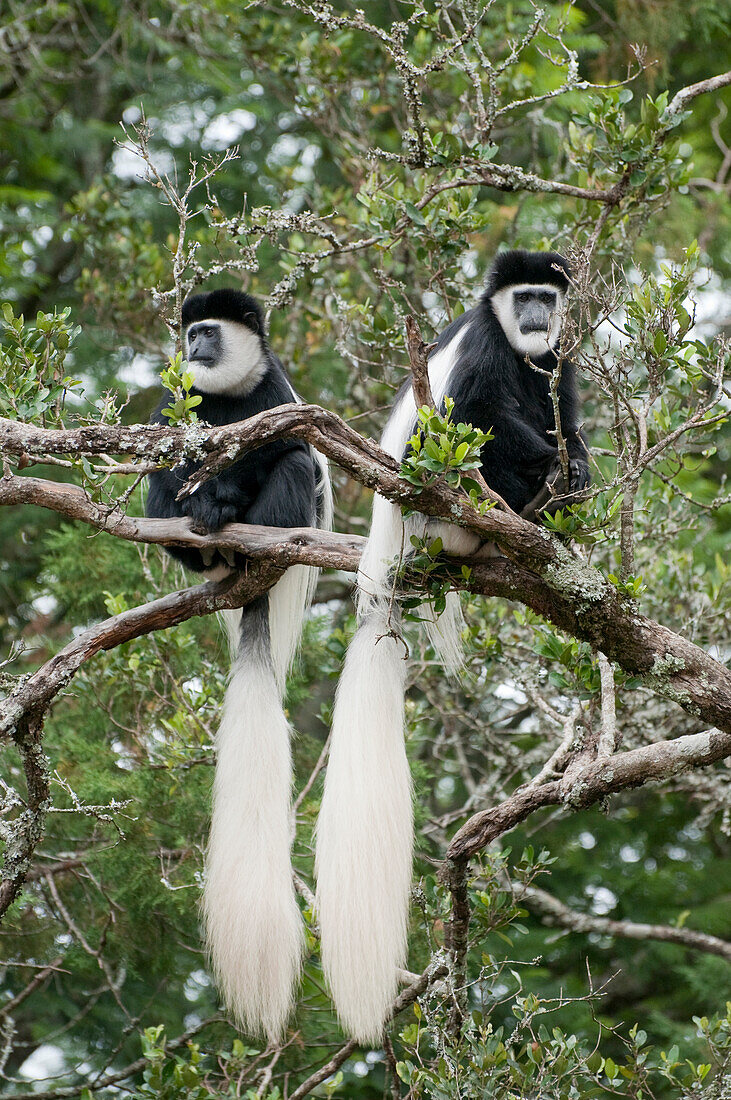 Mantled Colobus (Colobus guereza) pair in montane forest habitat in the foothills of Mount Kenya, Kenya