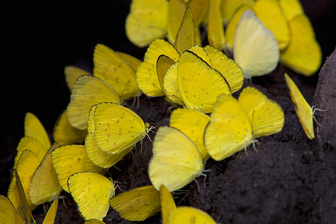 Pierid Butterfly (Eurema sp) group feeding on soil minerals, Christmas Island, Indian Ocean, Territory of Australia