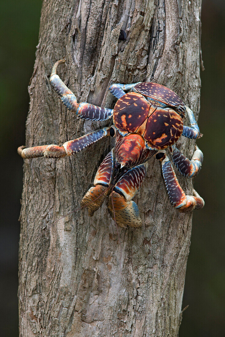 Coconut Crab (Birgus latro) on tree trunk, Christmas Island, Indian Ocean, Territory of Australia