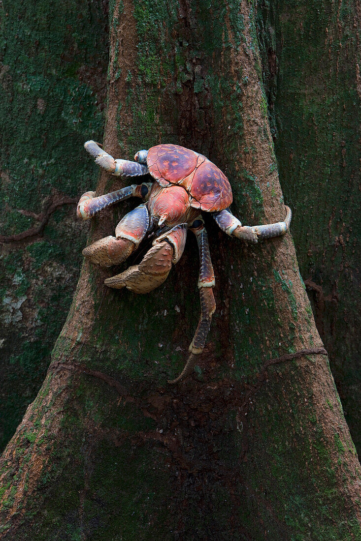 Coconut Crab (Birgus latro), Christmas Island, Indian Ocean, Territory of Australia