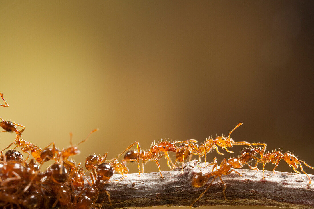 Red Imported Fire Ant (Solenopsis invicta) group, invasive introduced species, Texas