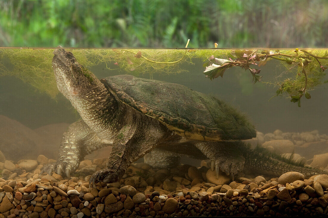 Snapping Turtle (Chelydra serpentina) underwater, central Texas, digital composite