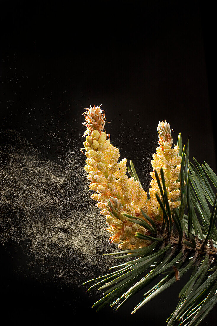 Lodgepole Pine (Pinus contorta) dispersing pollen through wind, western Oregon