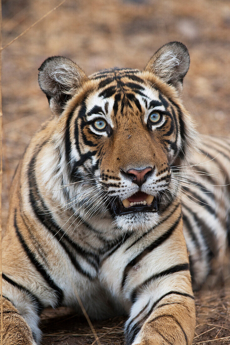 Bengal Tiger (Panthera tigris tigris), Ranthambhore National Park, India