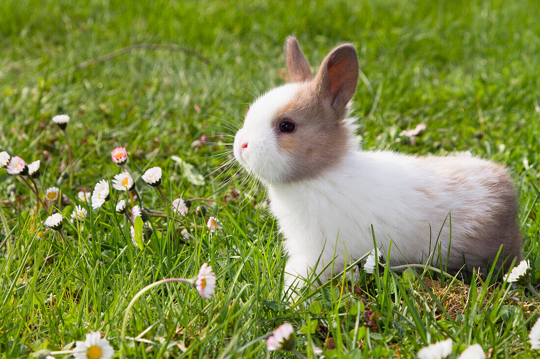 European Rabbit (Oryctolagus cuniculus) domesticated variety amid daisies, Bavaria, Germany