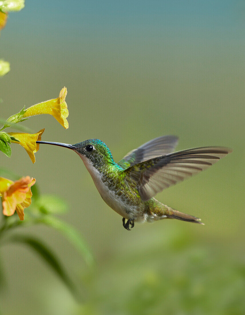 Andean Emerald (Amazilia franciae) hummingbird feeding on a yellow flower, Ecuador