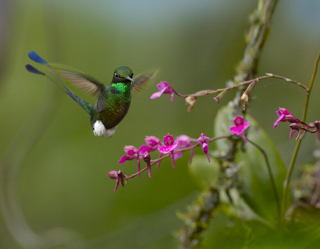 Booted Racket-tail (Ocreatus underwoodii) hummingbird male hovering near orchid, Ecuador