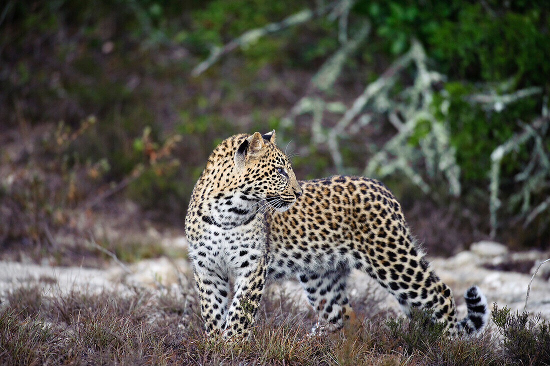 Leopard (Panthera pardus), Shamwari Game Reserve, Port Elizabeth, South Africa