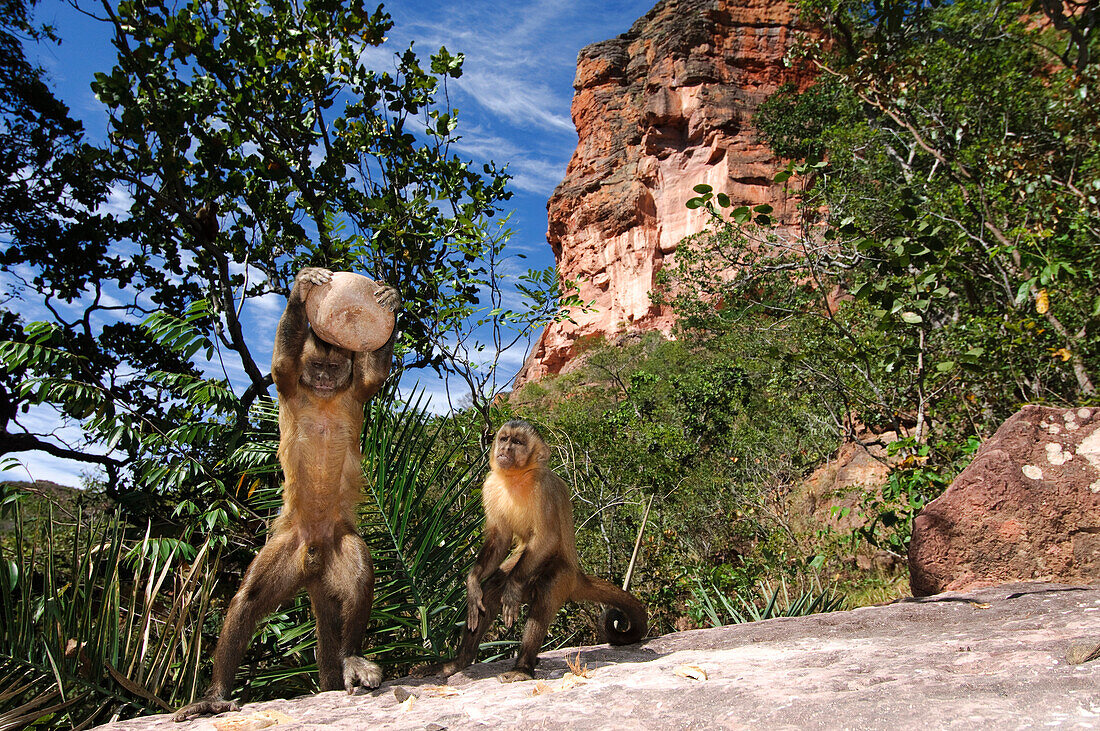 Brown Capuchin Cebus apella using rock to crack open nuts while juvenile watches, Piaui State, Brazil