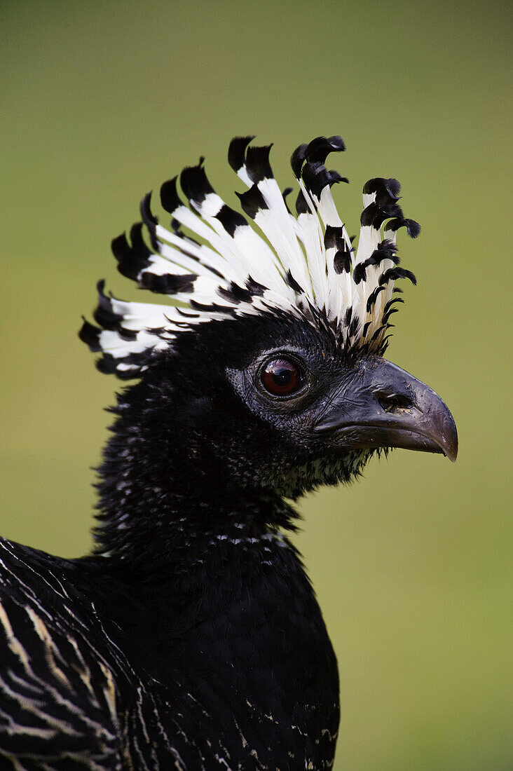 Bare-faced Curassow (Crax fasciolata) female, Pantanal, Brazil