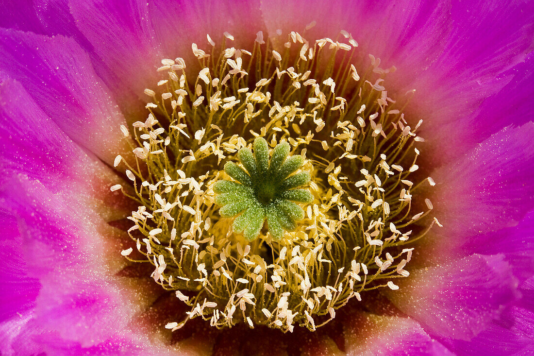 Lace Hedgehog Cactus (Echinocereus reichenbachii) flower detail showing pistil and stamens, Red Corral Ranch, Texas