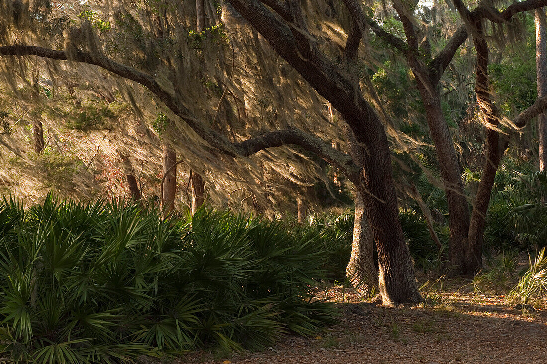 Spanish Moss (Tillandsia complanata) growing on Southern Live Oak (Quercus virginiana) blowing in the wind, Little St. Simon's Island, Georgia