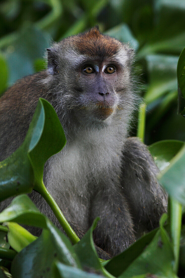 Long-tailed Macaque (Macaca fascicularis) , Borneo, Malaysia