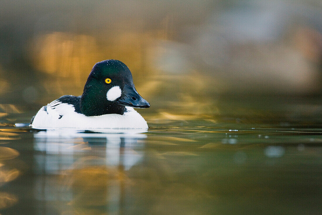 Common Goldeneye (Bucephala clangula) male in breeding plumage on pond, Santa Cruz, Monterey Bay, California