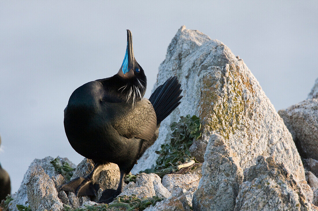 Brandt's Cormorant (Phalacrocorax penicillatus) in breeding plumage displaying, Point Lobos State Reserve, Monterey Bay, California