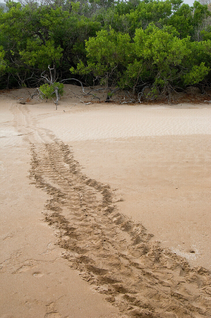 Pacific Green Sea Turtle (Chelonia mydas agassizi) tracks made by female coming up on land to lay eggs, Espumilla Beach, Santiago Island, Galapagos Islands, Ecuador