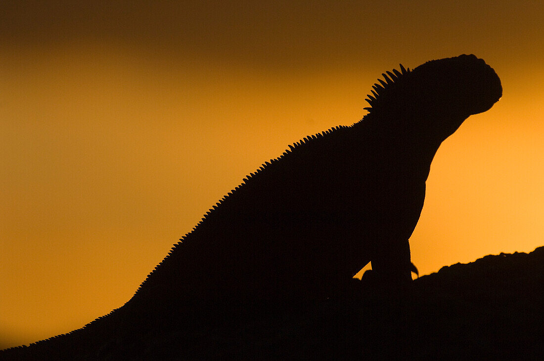 Marine Iguana (Amblyrhynchus cristatus) silhouetted at sunset, Santiago Islalnd, Galapagos Islands, Ecuador