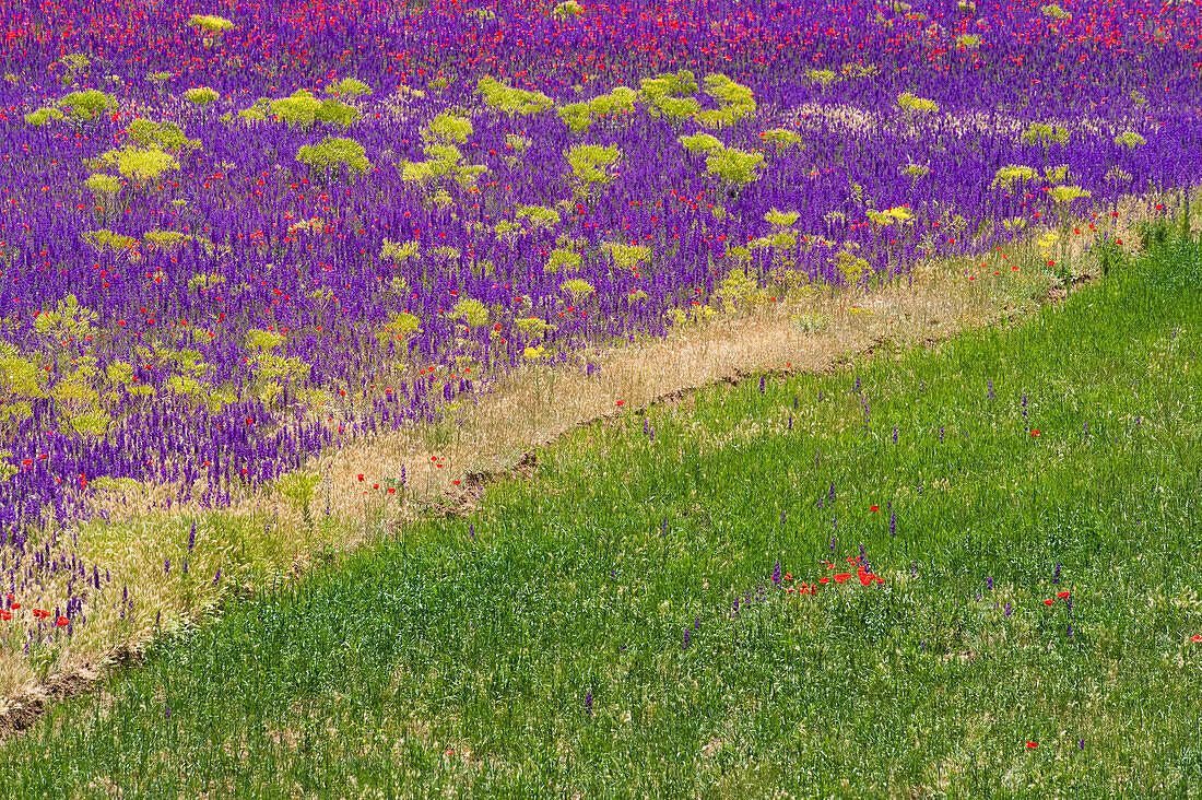 Lupine (Lupinus sp) crop, Morocco