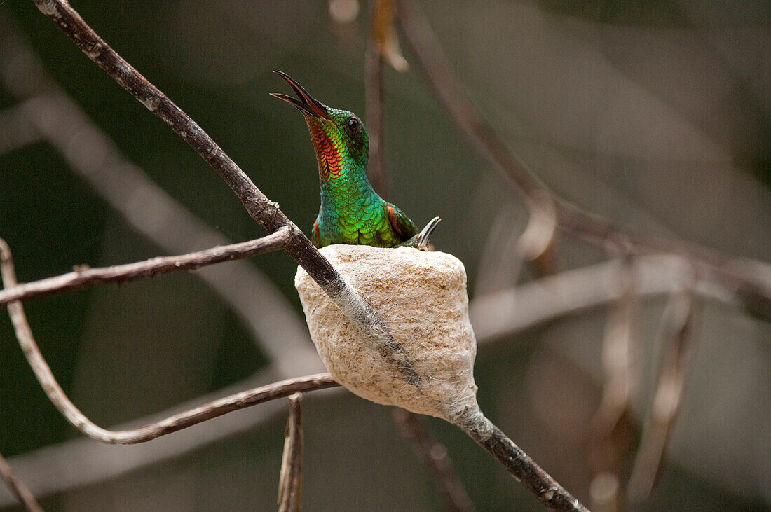 Fiery Topaz (Topaza pyra) female calling at nest, Ecuador