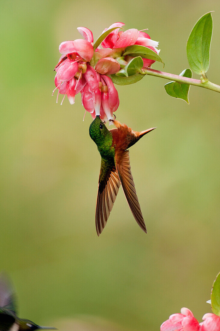 Chestnut-breasted Coronet (Boissonneaua matthewsii) hummingbird feeding on flower, Ecuador