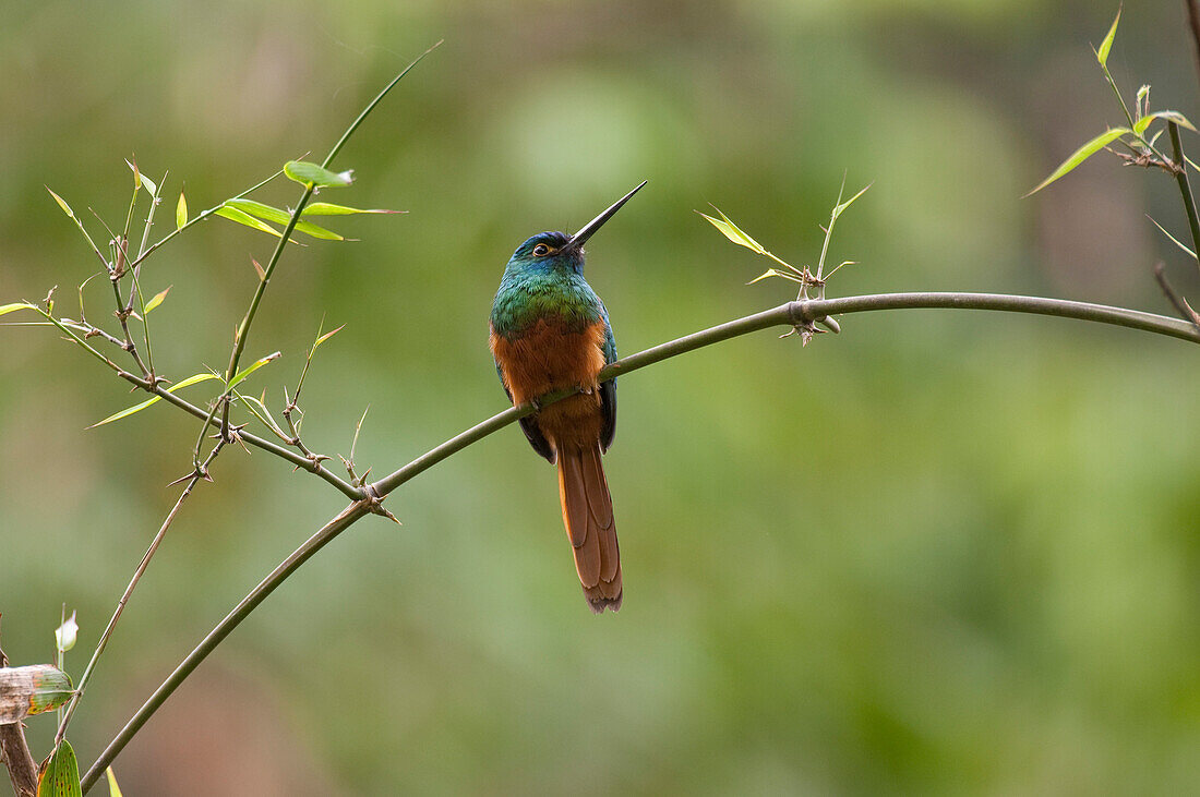 Coppery-chested Jacamar (Galbula pastazae), Ecuador